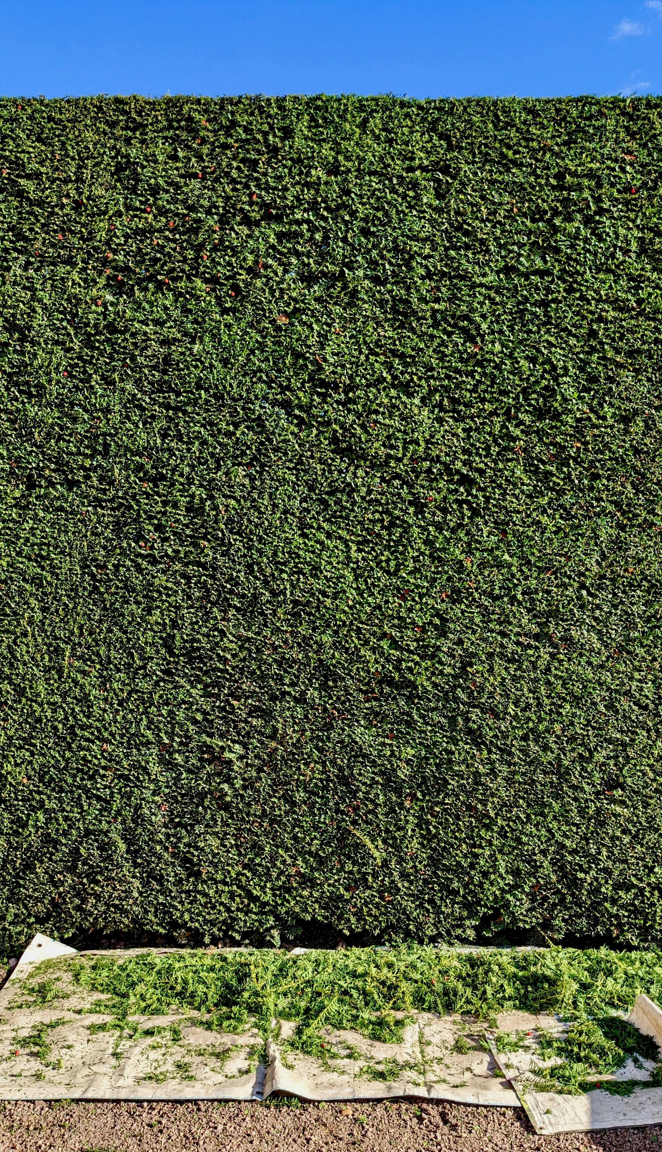 Hedge cutting Hampshire